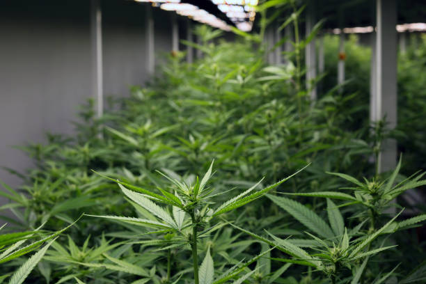 ../img/cannabisaccessoriesdenver.jpg