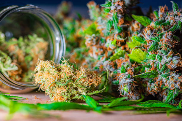 Discover How to Unleash the Power of Natural Wellness with Denver Dispensary