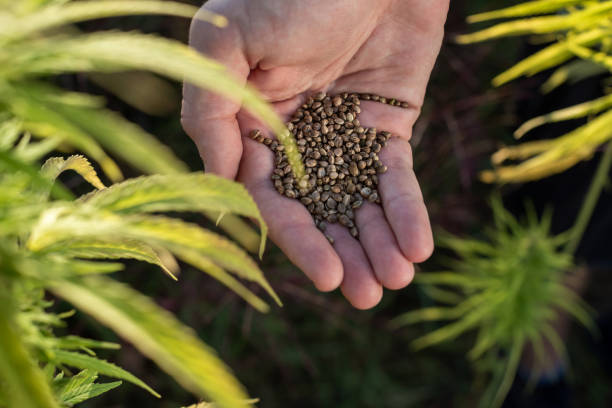 Learn How to Choose the Perfect Strain for You at Denver Dispensary