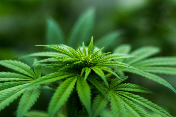 A Guide to Denver's Top Dispensaries: An article profiling some of the best dispensaries in the city, detailing their product selection, atmosphere, customer service, and unique selling points.