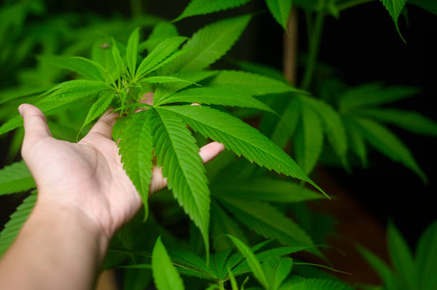 Understanding Legalities Around Denver Dispensaries: Writing about current laws surrounding marijuana use for both medical and recreational purposes in Denver as well as potential future changes or challenges.