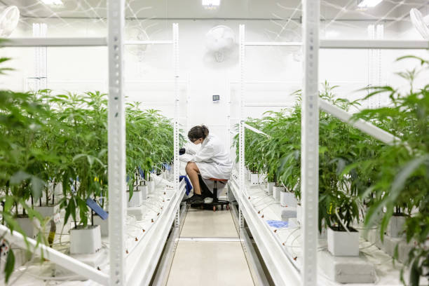 What is Making Denver Dispensary a Top Choice for Cannabis Enthusiasts? 