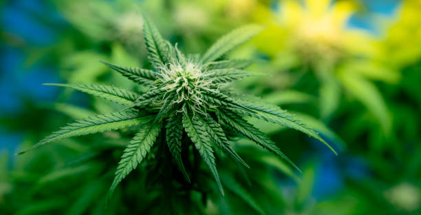 Find Out How to Maximize Your Therapeutic Benefits with Denver Dispensary's Selections