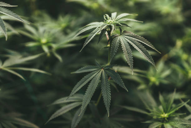 Comparing Medical vs Recreational Dispensaries in Denver: Detailing differences between these types of shops regarding products offered, pricing structure, regulations they must follow etc., can be a valuable information piece for consumers.