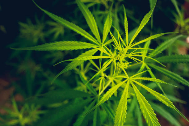 How to Experience Luxury Cannabis Shopping at Denver Dispensary