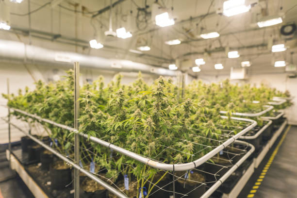 Innovation & Trends within Denver’s Marijuana Industry: Highlighting ways dispensaries are innovating (in product offerings like edibles or topicals), sustainability efforts or looking at new trends emerging within this space due to consumer demand or shifts in regulations.