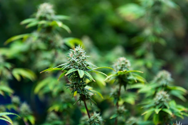 What is Denver Dispensary Doing to Ensure Safe and Responsible Consumption of Cannabis? 
