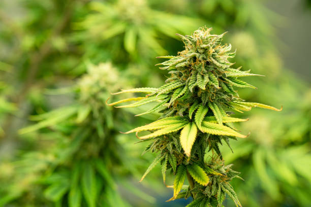 What is So Unique About the Strains at Denver Dispensary?  