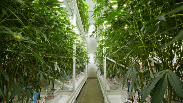 Uncover How to Enjoy an Elevated Cannabis Experience at Denver Dispensary1. The History and Growth of Dispensaries in Denver: This topic would provide insight into how the industry has evolved over the years, including key milestones and legal changes that have impacted it.