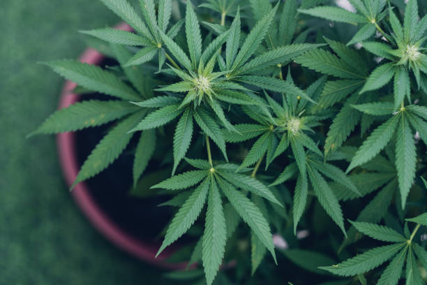 What is It That Sets Denver Dispensary Apart from Other Cannabis Stores? 