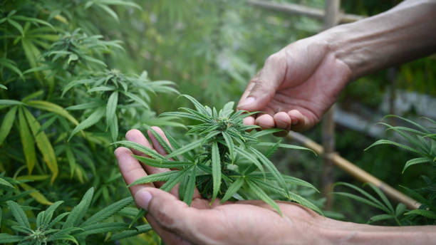 Unlocking How to Navigate the World of Edibles with Denver Dispensary 